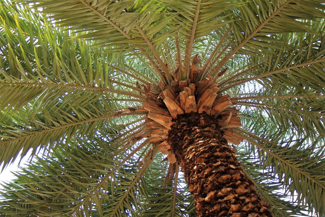 Lopburi Palm Resort מראה חיצוני תמונה