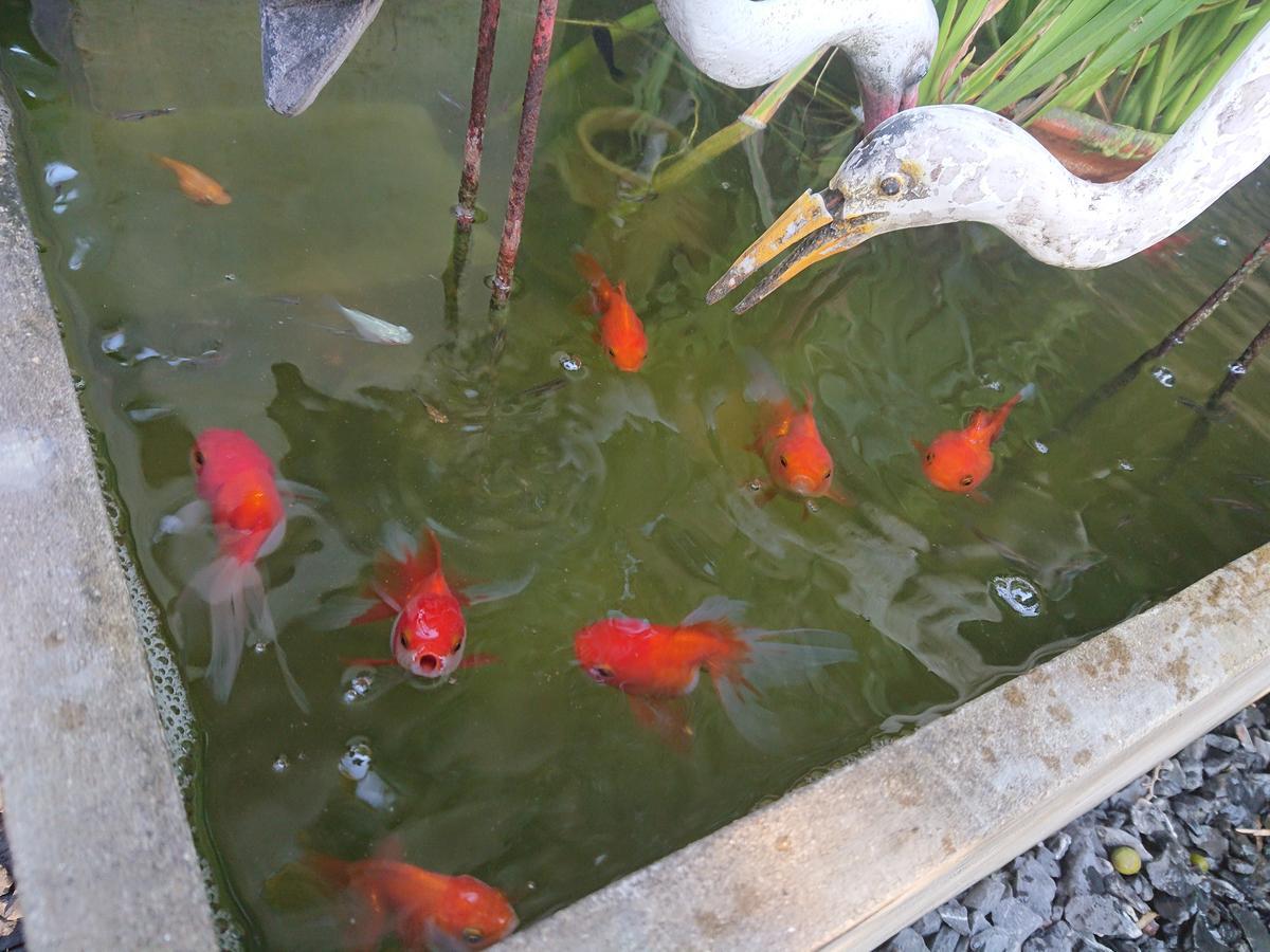 Lopburi Palm Resort מראה חיצוני תמונה